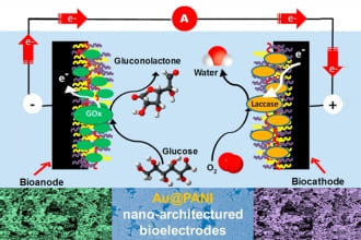 Electrocatalytic biofuel cell based on highly efficient metal-polymer nano- architectured bioelectrodes